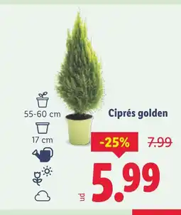 Lidl Ciprés golden oferta