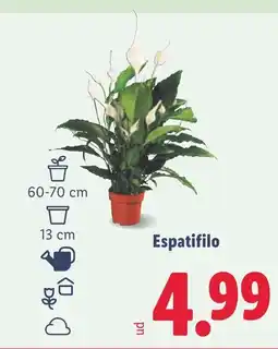 Lidl Espatifilo oferta