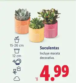 Lidl Suculentas oferta