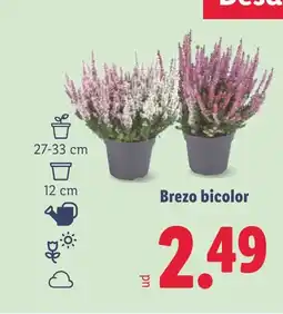 Lidl Brezo bicolor oferta