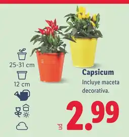 Lidl Capsicum oferta