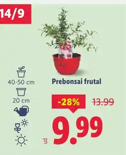 Lidl Prebonsai frutal oferta