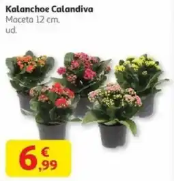 Alcampo Kalanchoe Calandiva oferta