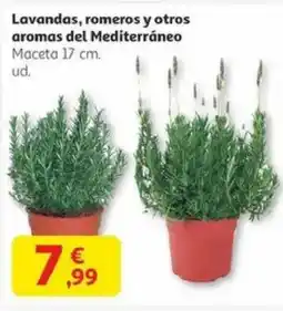 Alcampo Lavandas, romeros y otros aromas del Mediterráneo oferta