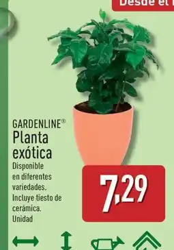 ALDI GARDENLINE Planta exótica oferta