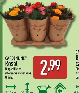 ALDI GARDENLINE Rosal oferta
