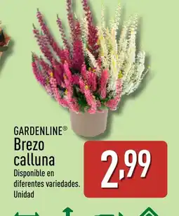 ALDI GARDENLINE Brezo calluna oferta
