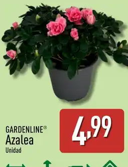 ALDI GARDENLINE Azalea oferta