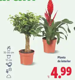 Lidl Planta de interior oferta