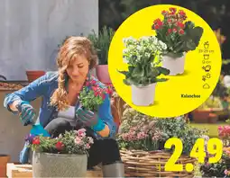 Lidl Kalanchoe oferta