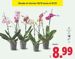 Lidl Orquídea oferta