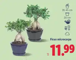 Lidl Ficus microcarpa oferta