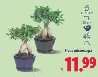 Lidl Ficus microcarpa oferta
