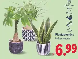 Lidl Plantas verdes oferta
