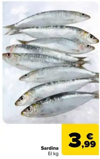Carrefour Market Sardina oferta