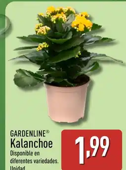 ALDI GARDENLINE Kalanchoe oferta
