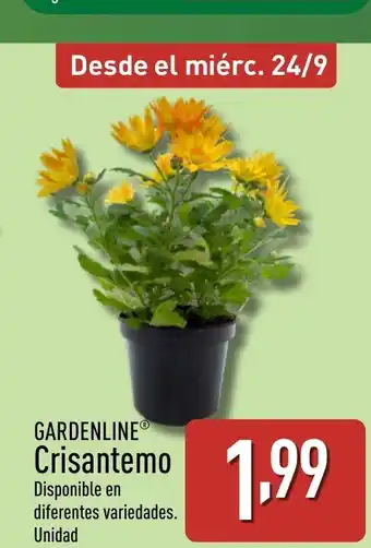 ALDI GARDENLINE Crisantemo oferta