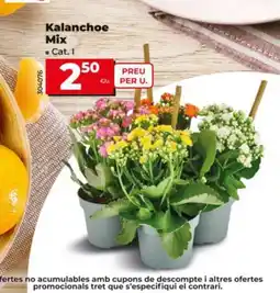 Dia Kalanchoe Mix oferta