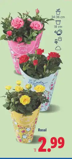 Lidl Rosal oferta
