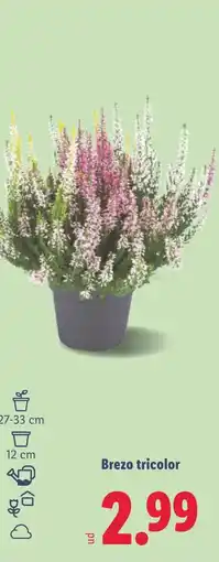 Lidl Brezo tricolor oferta
