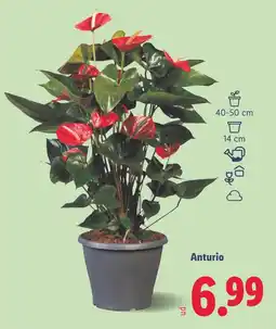 Lidl Anturio oferta