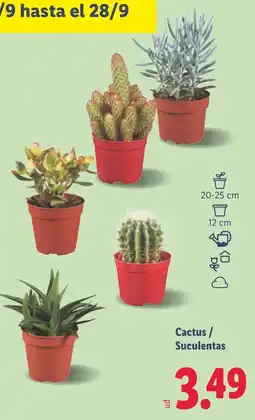 Lidl Cactus / Suculentas oferta