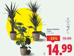 Lidl Monstera, Marginata y Yucca oferta