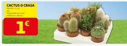 Alcampo Cactus o crasa oferta