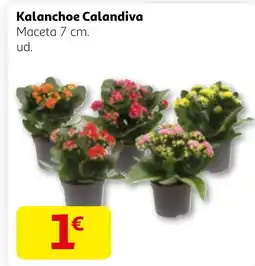 Alcampo Kalanchoe Calandiva oferta