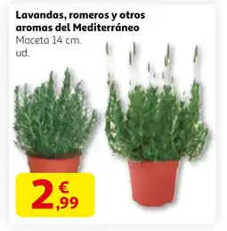 Alcampo Lavandas, romeros y otros aromas del Mediterráneo oferta