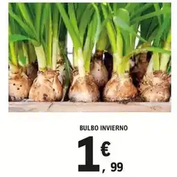 E.Leclerc Bulbo invierno oferta
