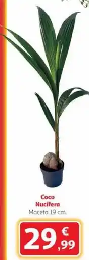 Alcampo Coco Nucifera oferta