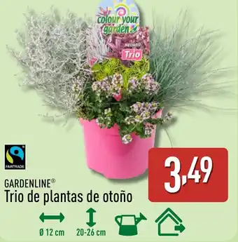 ALDI GARDENLINE Trio de plantas de otoño oferta