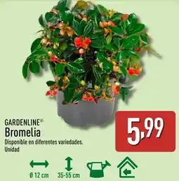 ALDI GARDENLINE Bromelia oferta