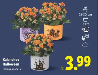 Lidl Kalanchoe Halloween oferta