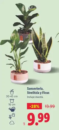 Lidl Sansevieria, Strelitzia y Ficus oferta