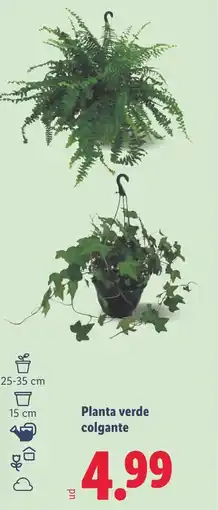 Lidl Planta verde colgante oferta