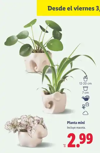 Lidl Planta mini oferta