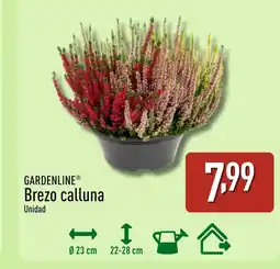 ALDI GARDENLINE Brezo calluna oferta