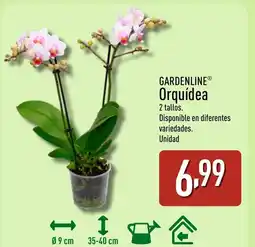 ALDI GARDENLINE Orquídea oferta