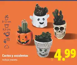 Lidl Cactus y suculentas oferta