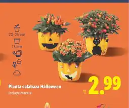 Lidl Planta calabaza Halloween oferta