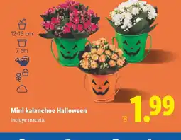 Lidl Mini kalanchoe Halloween oferta