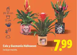 Lidl Cala y Guzmania Halloween oferta