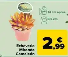Eroski Pescanova - calmar limpio oferta