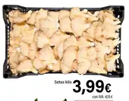 Cash Ifa Setas oferta