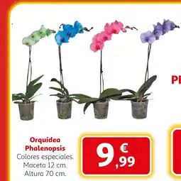 Alcampo Orquídea Phalenopsis oferta