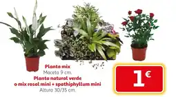 Alcampo Planta mix oferta