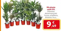 Alcampo Mix planta verde XXL oferta
