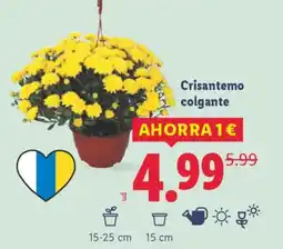 Lidl Crisantemo colgante oferta